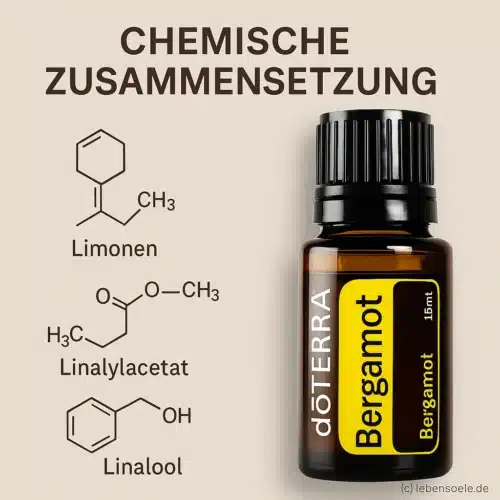 Bergamot
  - Citrus bergamia - Bergamot - Afbeelding 3