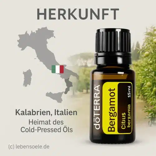 Bergamot
  - Citrus bergamia - Bergamot - Afbeelding 4