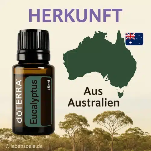 doTERRA Eucalyptus
  - Eucalyptus radiata - Afbeelding 4