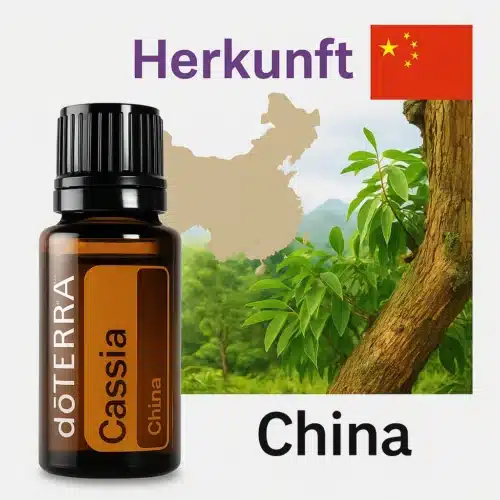 Cassia
  - Cinnamomum cassia - Afbeelding 4