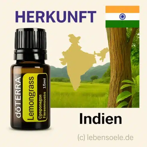Citroengras Cymbopogon flexuosus
  - Lemongrass - Afbeelding 4