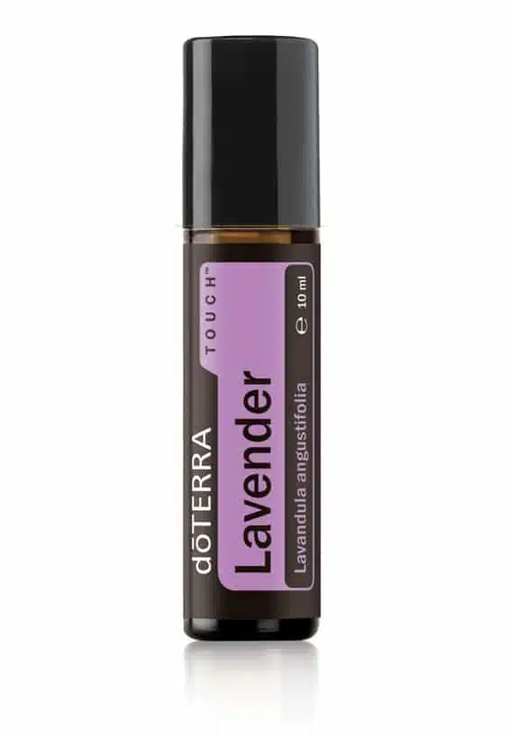 Lavender Touch® – Lavandula angustifolia – Lavendel