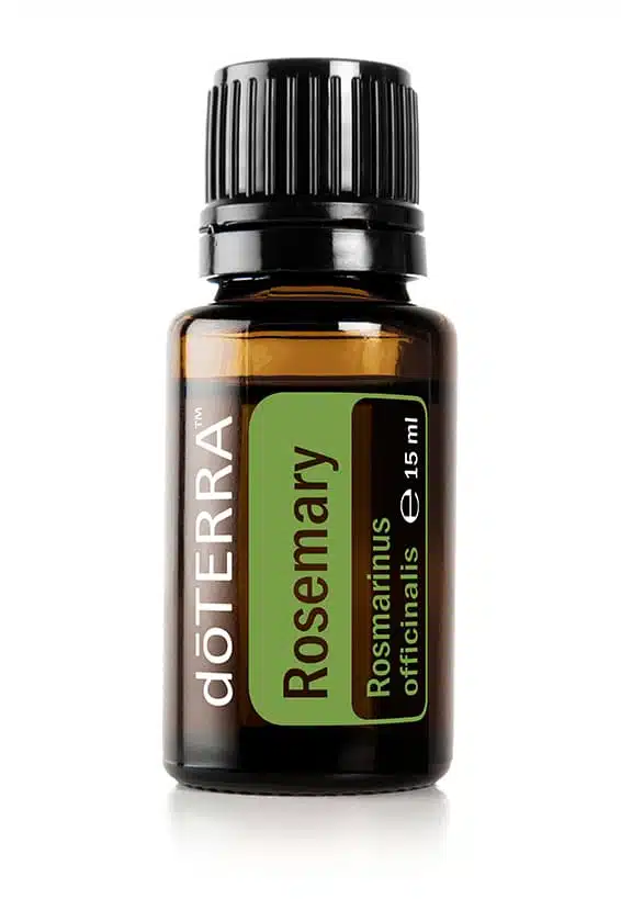 Rozemarijn – Rosmarinus officinalis – Rosemary