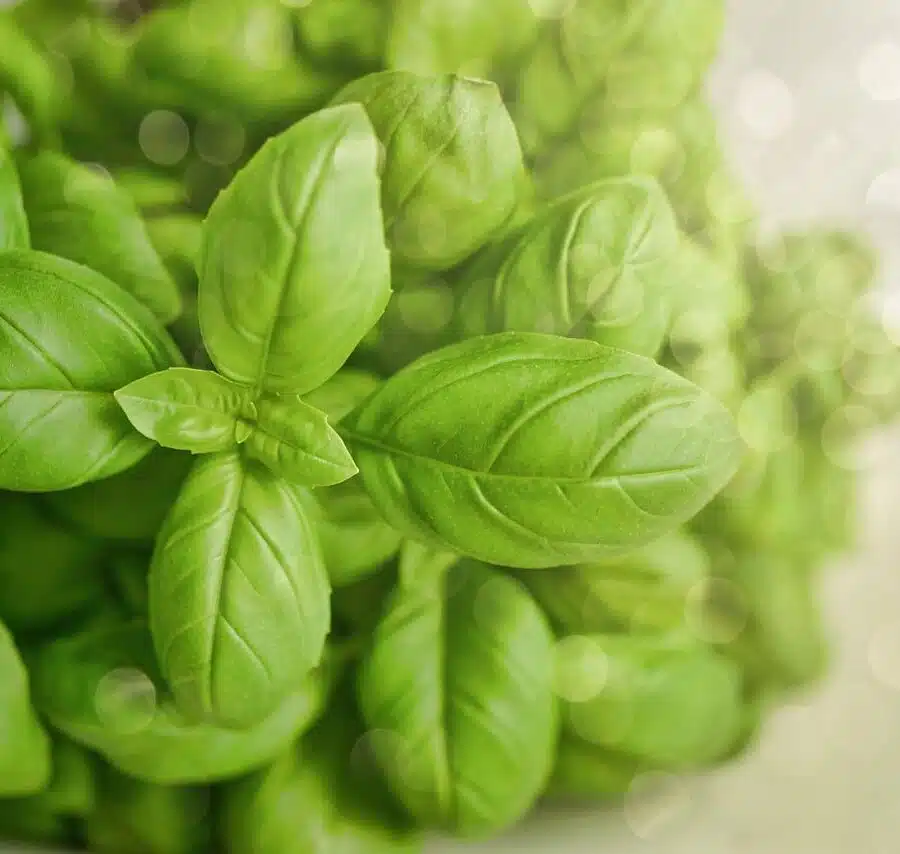 Basilicum – Ocimum basilicum – Basil