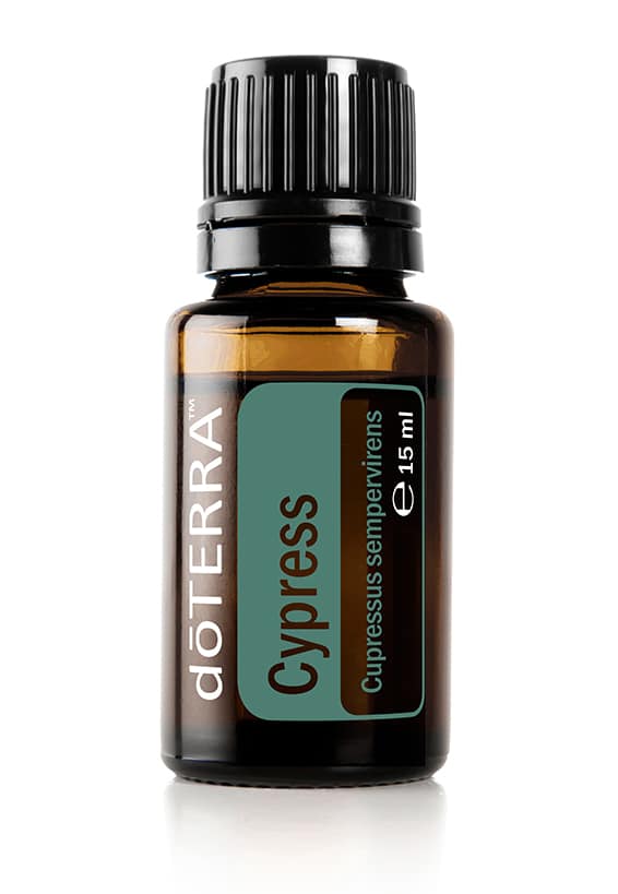 Cipres – Cupressus sempervirens – Cypress