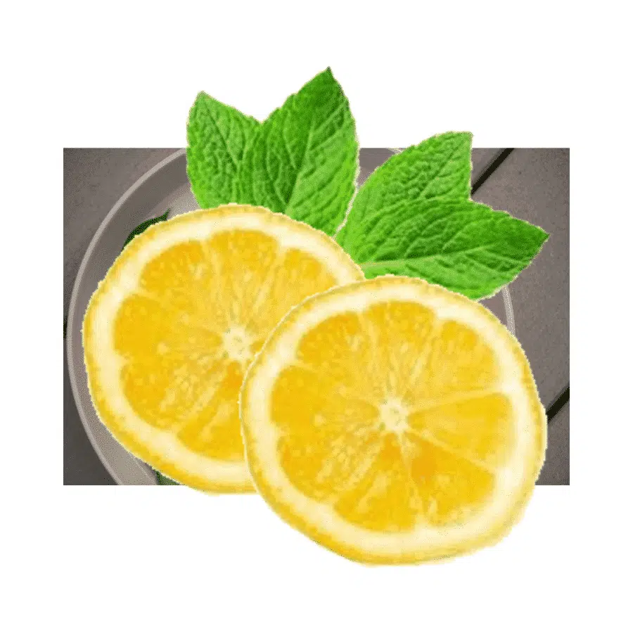 Citroen – Citrus limon – Lemon