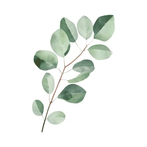 Eucalyptus