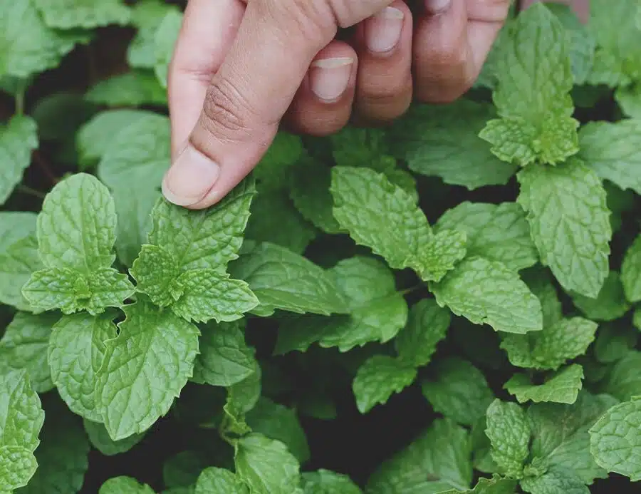 dōTERRA Peppermint Touch – Mentha piperita